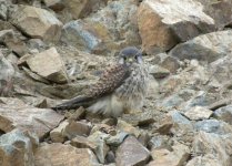 Eurasian Kestrel.jpg