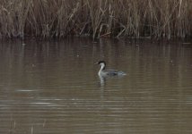 Female Smew, Fen Hide, Strumpshaw Fen.JPG