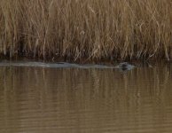 Otter, Fen Hide, Strumpshaw Fen.JPG