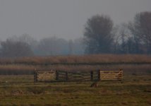 Female & Male Peregrines, Buckenham Marshaes.JPG