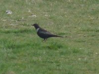 Ring Ouzel Breydon South Wall 24 March 2010.jpg