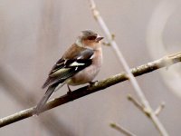 IMG_0573_Chaffinch.jpg