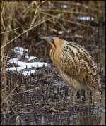 Bittern3 copy.jpg