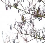 Siskin copy.jpg