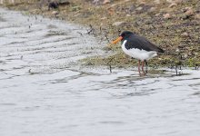 Oystercatcher copy.jpg