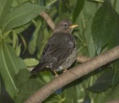 Whi-th Thrush Cerro Verde Jan 05 J. Jackson.jpg