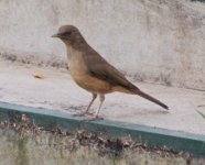 Cley-c. Thrush ABC Oct 03.JPG