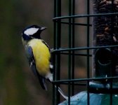 great tit    8.JPG