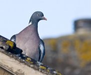 pigeon3.jpg