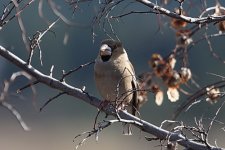 Hawfinch.JPG