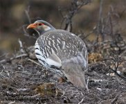 Tibetan Snowcock.jpg