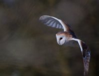 Barn-Owl-5.jpg