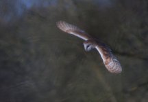 Barn-Owl-6.jpg