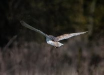 Barn-Owl-7.jpg