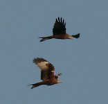 2 Red Kites.jpg