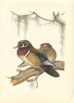 MenWoodduck.jpg