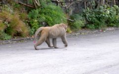 macaque - bf.jpg