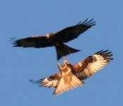 Red Kites Displaying 16.jpg