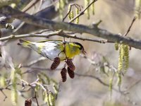 IMG_2752_Siskin.jpg