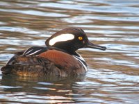 Hooded Merganser Rooks Digi March 10.jpg