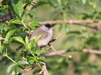 IMG_3463_Blackcap.jpg