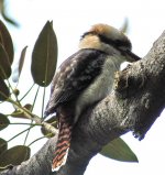 Laughing Kookaburra.jpg