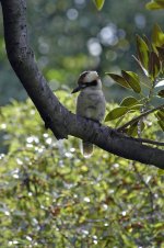 L Kookaburra.jpg