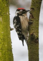 Lesser-Spotted-Woodpecker.jpg