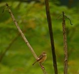 DSCN1203 zitting cisticola bf.jpg