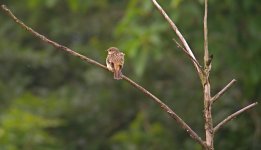 DSCN1207 sibe stonechat f bf.jpg