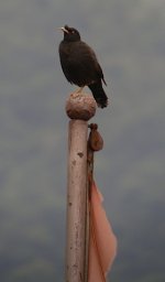 DSCN1208 crested myna bf.jpg