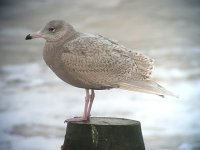 Glaucous4.jpg