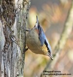 chesnut vented nuthatch.jpg