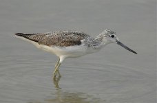 greenshank D2x 2x_DSC0164.jpg