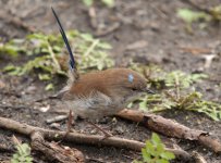 Superb Fairy Wren .jpg