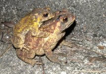 DSCN0496 toad sex bf.jpg