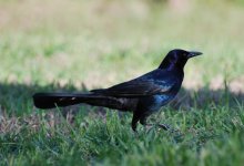 Boat Tailed Grackle.jpg