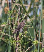 ? Red Winged Blackbird.jpg