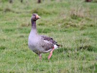 IMG_0320_Greylag.jpg