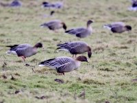 IMG_0355_Pink-footed Geese.jpg