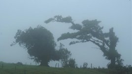PVL-trees-in-fog.jpg