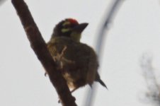 IMG_8093 Coppersmith Barbet.jpg