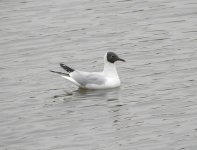 Black-headed Gull 742.jpg