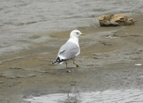 Common Gull 452.jpg