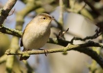 chiffchaff_280310a.jpg