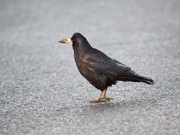 IMG_1777_Rook.jpg