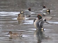 IMG_0991_Teal flapping.jpg