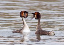 gcGrebes_280310k.jpg