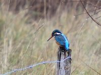 IMG_0959_Kingfisher.jpg