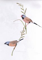 grass finches.jpg